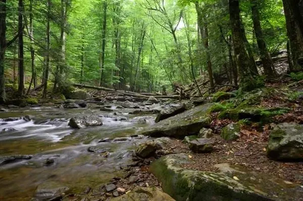 An Appalachian stream flowing through a green forest